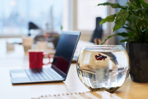 Medium sized spherical glass fish tank full of clear water on workplace of office manager or analyst with laptop, green plant and red mug - Photo, image