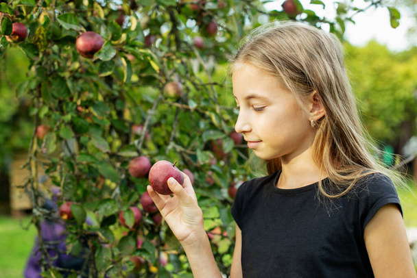 Cosechando manzanas. Niña ayudando en el jardín y recogiendo manzanas. Recoge tu propia granja. Cultivo saludable y respetuoso con el medio ambiente. - Foto, imagen