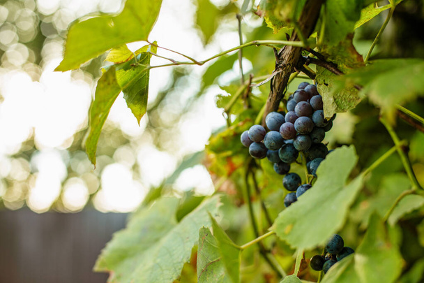 Primer plano de las uvas rojas que crecen en el viñedo. Recoge tu propia granja. Cultivo saludable y respetuoso con el medio ambiente. - Foto, imagen