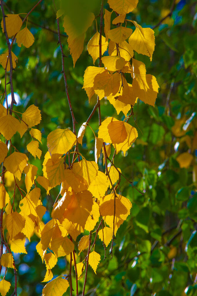 Photographie d'automne, feuilles à l'automne, À cette période de l'année, les arbres semblent prendre vie, rompant avec les fleurs orange, rouge et cuivre - Photo, image