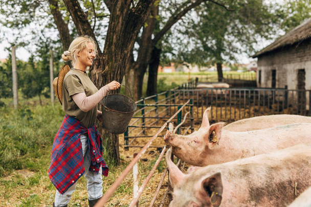 Side view of a blond woman feeding pigs at the farm - Fotó, kép