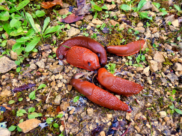 Κοντινό πλάνο μιας ομάδας ευρωπαϊκών κόκκινων γυμνοσάλιαγκας (Arion rufus) που ψάχνουν για σύντροφο - Φωτογραφία, εικόνα