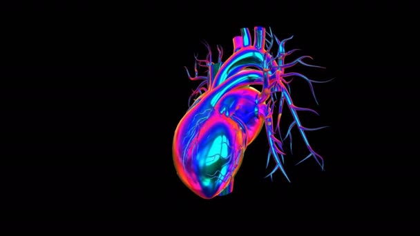 Circulatory system is a network consisting of blood, blood vessels, and the heart. - Footage, Video