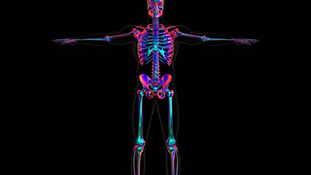Menschliches Skelett Schädel Frontalknochen Anatomie 3D Illustration für medizinisches Konzept - Filmmaterial, Video