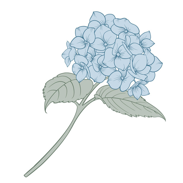 Single hydrangeas on white background. Vector illustration - Vektör, Görsel