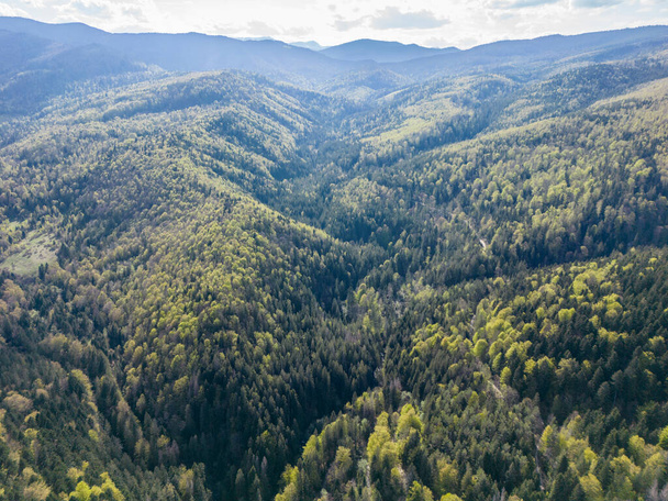 Вид на долину з зеленими деревами й горами на задньому плані, зеленими Карпатськими горами. - Фото, зображення