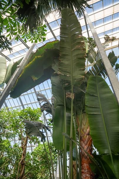 Cultivo de diferentes palmeiras verdes tropicais e exóticas interiores e plantas perenes em estufa em Westland, Holanda do Norte, Países Baixos. Indústria da Flora. - Foto, Imagem