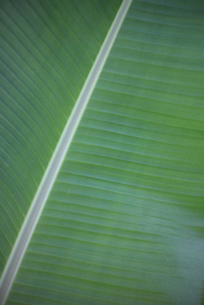バナナの木の葉の閉鎖は背景を作ることができます. - 写真・画像