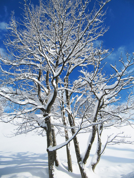 Drzewa pokryte śniegiem - Zdjęcie, obraz