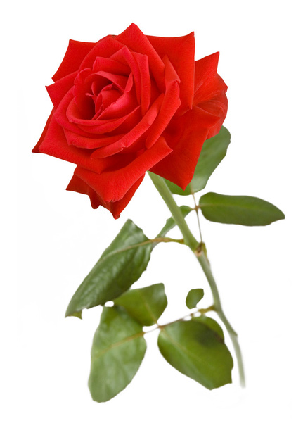 Červená růže detailní izolované na bílém pozadí - Fotografie, Obrázek