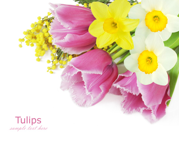 Tulpe, Mimose und Narzissenblumen Hintergrund isoliert auf weiß mit Beispieltext - Foto, Bild
