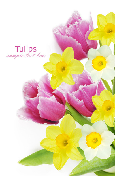 Tulipa, mimosa e narciso flores fundo isolado em branco com amostra de texto
 - Foto, Imagem