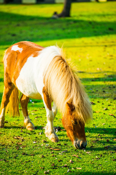 Cavalo anão na grama verde, Tailândia. - Foto, Imagem