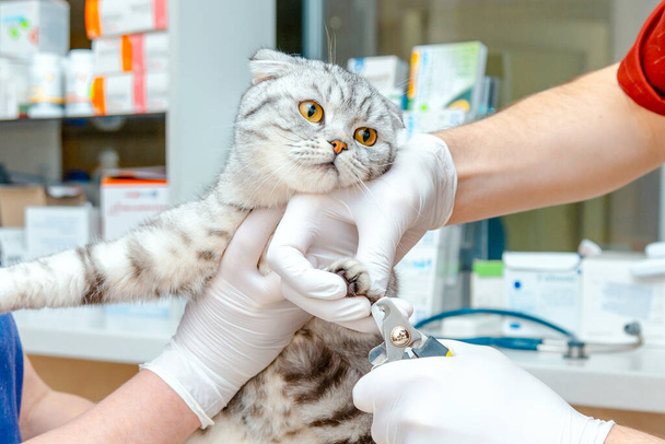Cat's getting a nail,claws trim.Trimming Scottish Fold cat's nails.Cutting off domestic cat's claws at veterinarian office.hands scissors claws cat, doctor shearing claws. - Photo, Image