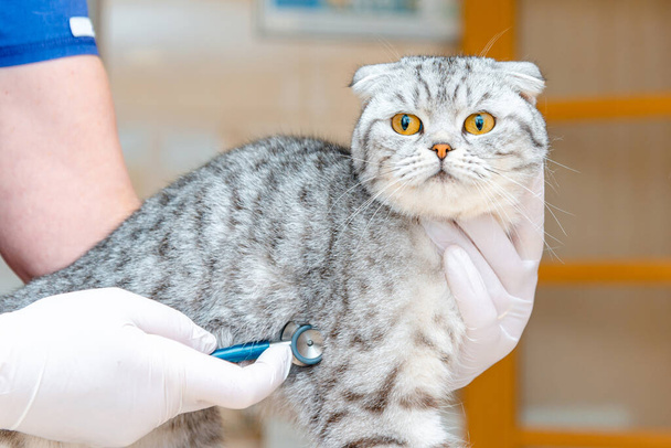 Veterinario examinando con estetoscopio a un gatito en hospital animal.Gato Fold escocés en clínica veterinaria. - Foto, imagen