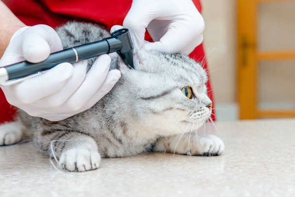 Health of pet. Care animal.Veterinarian doctor checking the ears of the cat Scottish Fold with otoscope in veterinary clinic.Pet checkup.Veterinarian intern checks its ears on table in clinic. - Foto, Bild