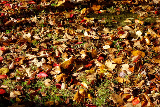 Early morning park, autumn leaves in the park where the lawn is dazzling in the morning sun - Photo, Image