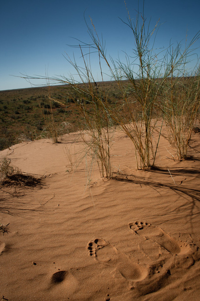 Impronte nella sabbia rossa del deserto del Parco Transfrontaliero delle Kgalagadi
 - Foto, immagini