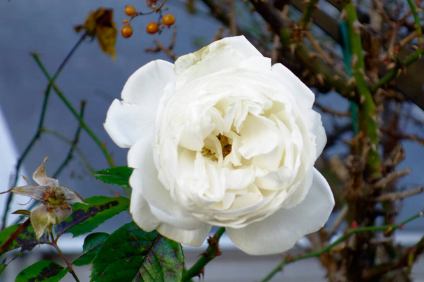 Єдина біла квітка в прекрасному саду квітуча доля, троянда
 - Фото, зображення