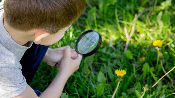 the boy looks at the flower through a magnifying glass. selective focus - 写真・画像