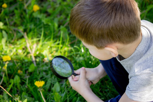 chlapec se dívá na květinu lupou. selektivní zaměření - Fotografie, Obrázek