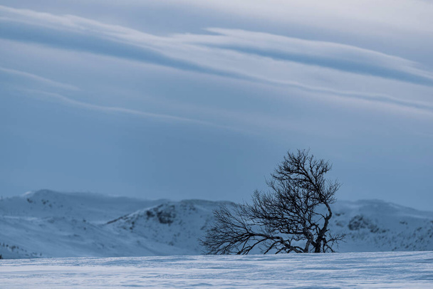 Спокійний зимовий пейзаж засніжених гір, дерев і хмар на тлі блакитного неба. Натуральна краса заморожена в холодному повітрі
. - Фото, зображення