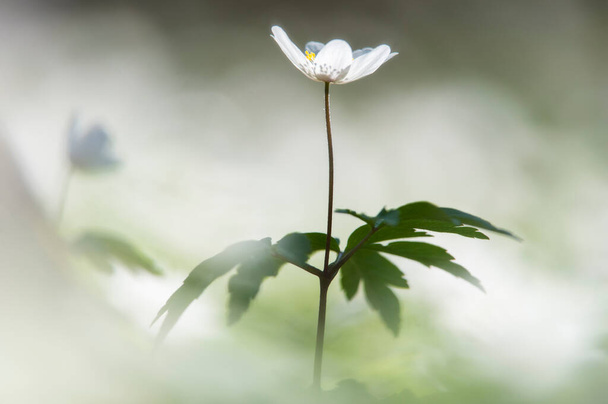 Close-up of Wood anemone (Anemone nemorosa) flower in bloom, Sweden. - Photo, Image