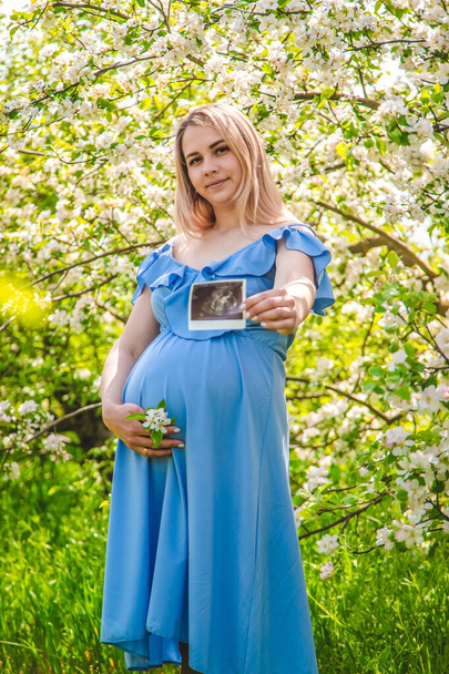 Těhotná žena v zahradě kvetoucích jabloní ultrazvuk. Selektivní soustředění. Nature. - Fotografie, Obrázek