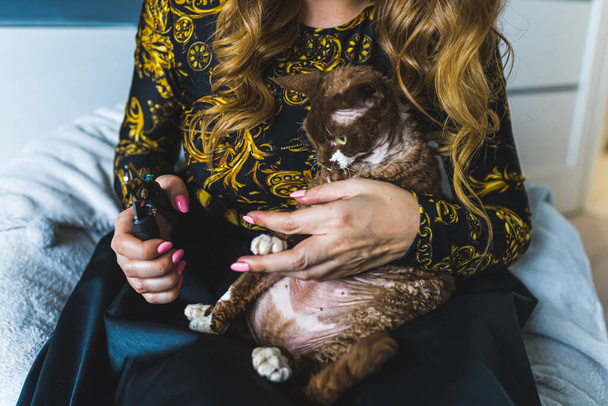 mujer sosteniendo un clipper para cortar garras de Devon Rex gato, concepto de mascotas. Foto de alta calidad - Foto, imagen