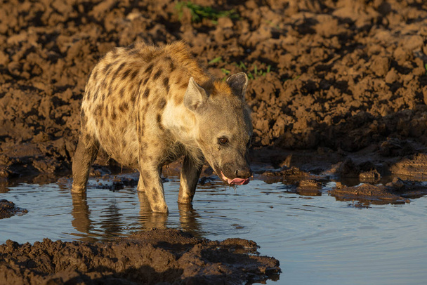 Spotted Hyena (Crocuta crocuta) drinking from a small pool in the warm light of the late afternoon in Mashatu Game Reserve in the Tuli Block in Botswana - Fotó, kép