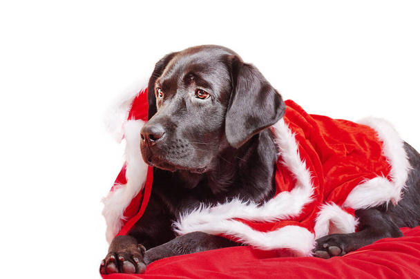 Nuori koira eristää valkoisella. Musta labrador noutaja koira Joulupukin vaatteet sijaitsee punainen huopa. - Valokuva, kuva