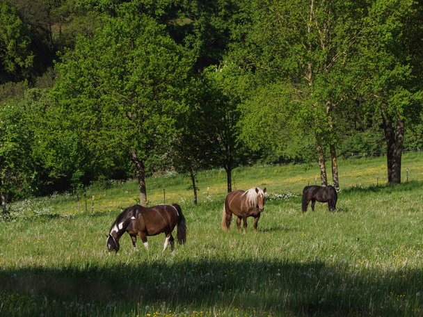 Horses leisure pasture fodder pasture in May - Photo, Image