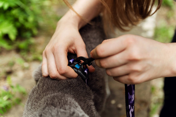 女性の手の近くには、自然の中で散歩のために灰色の猫に紐を置く。猫の紐。快適な散歩のための便利でスマートな紐 - 写真・画像