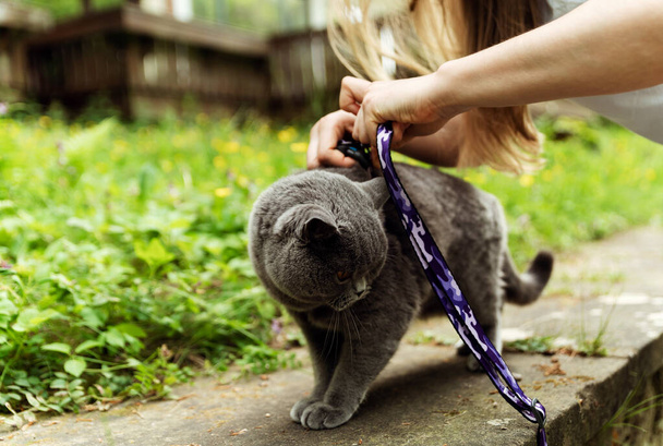 close-up of female hands putting a leash on a gray cat for a walk in nature. cat leash. convenient and smart leash for a comfortable walk - Fotó, kép