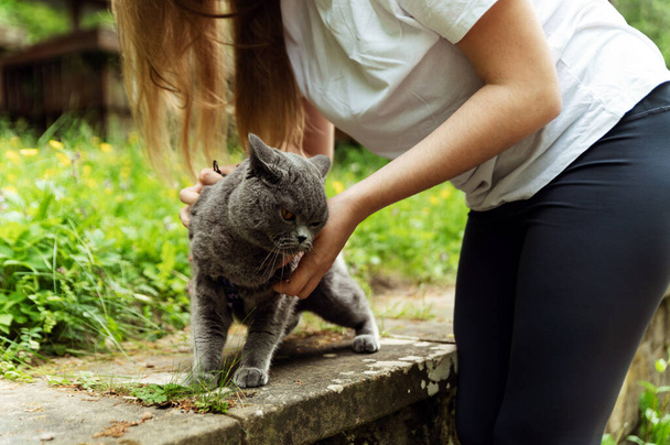 the girl's hands release the cat from the leash. removing the cat's leash in nature.girl walking with a cat in an urban environment. - Фото, изображение
