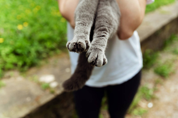 close-up of a cat's hind legs. cat paws. cat paw claws - Fotó, kép