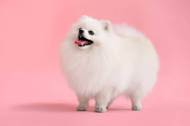 Portret van een schattige pluizige puppy van pomeranian spitz. Kleine lachende hond staat op felle trendy roze achtergrond. - Foto, afbeelding