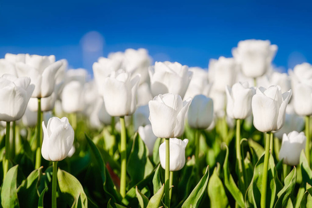 White tulips against the blue sky. Floral background. A field with rows of tulips.  Clear sky. Beginning of the agricultural season in the Netherlands. - Φωτογραφία, εικόνα