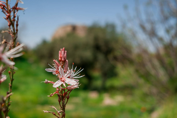 Flor de Asphodelus ramosus (asphodel ramificado). - Foto, imagen