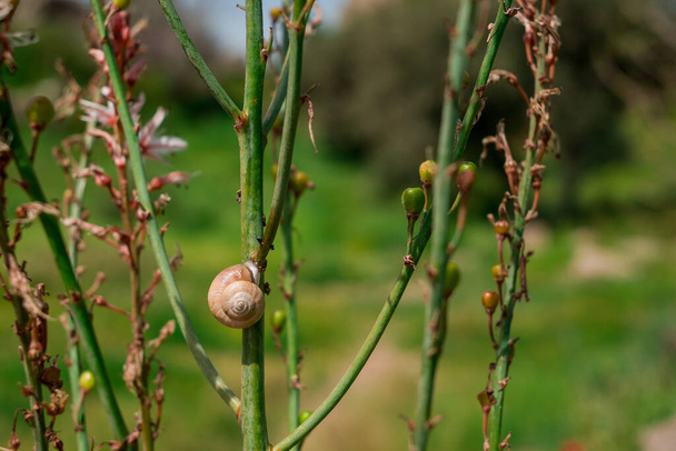 Asphodelus ramosus (branched asphodel) flower. - Photo, Image
