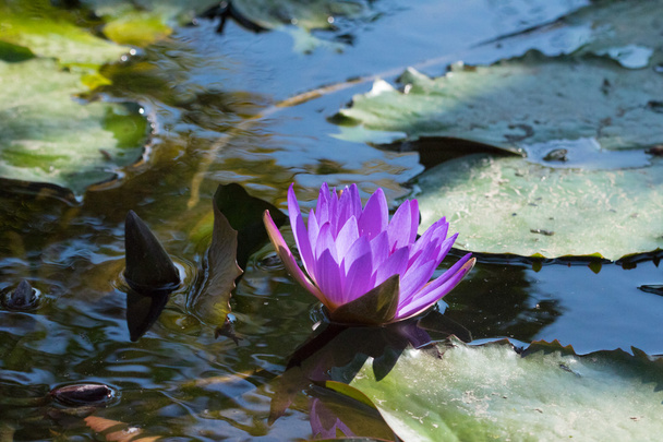 Pink lotus flower - Fotoğraf, Görsel