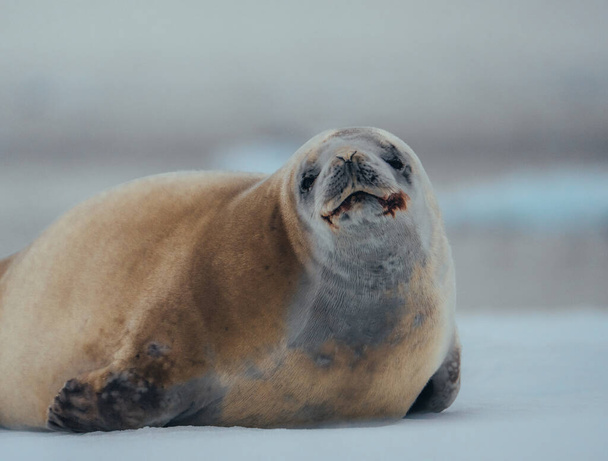 Crabeater seal in Antarctica abnd arctic Greenland. Close up show of seal - Foto, immagini