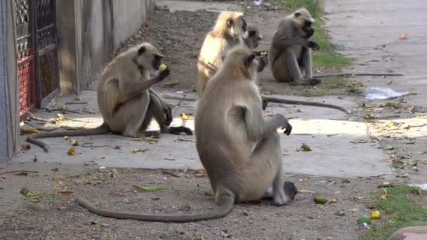 majmok ülnek és esznek az utcán. - Felvétel, videó