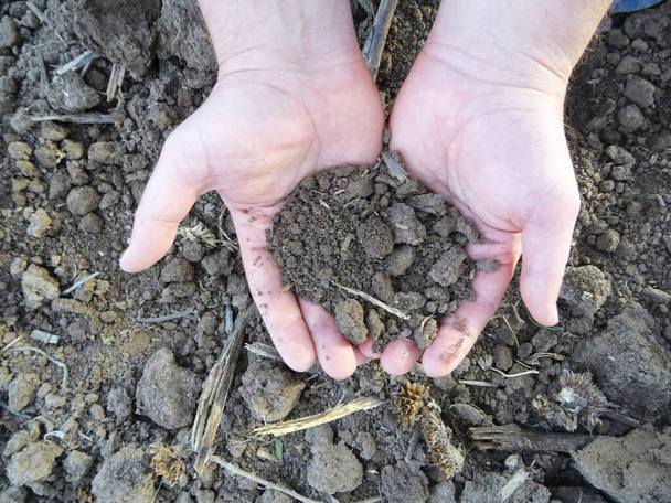 Un agricultor inspecciona el campo antes de sembrar semillas, trozos de tierra en sus manos, primer plano - Foto, Imagen
