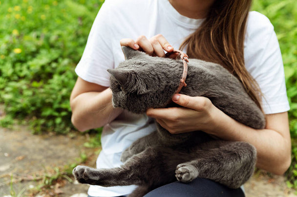 het proces om een halsband tegen teken en vlooien op een kat te zetten. beschermende kraag. meisje houdt een kat in haar armen en jurken - Foto, afbeelding