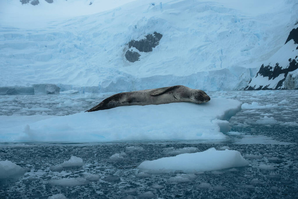 Leopard seal, Hydrurga leptonyx, on an ice floe in the Antarctic at Cierva Cove. - Foto, afbeelding