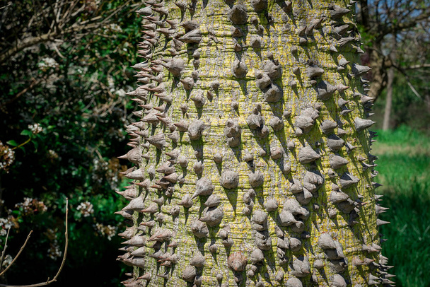 Closeup of ceiba tree thorn trunk - Photo, Image