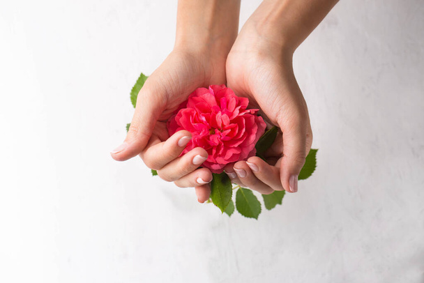 Goed verzorgde vrouwelijke handen houden een roze roos vast. - Foto, afbeelding
