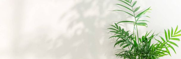 Verse groene bladeren van tropische palm tegen witte muur achtergrond en heldere schaduwen. Huisvestingsconcept - Foto, afbeelding
