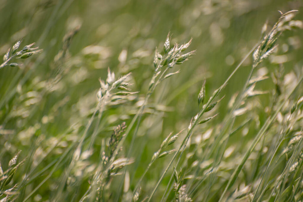 Spring field with Bromus Secalinus on a windy day - Zdjęcie, obraz
